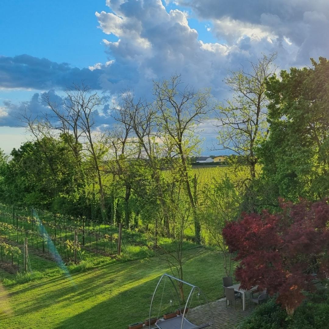 Picnic in The Vineyard