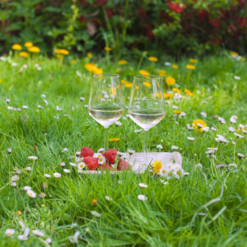 Picnic in The Vineyard